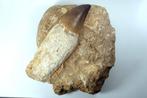Mosassoor tand + haaien teek en coproliet - Fossiele tand -, Verzamelen, Mineralen en Fossielen