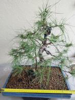 Den bonsai (Pinus) - Hoogte (boom): 35 cm - Diepte (boom):, Antiek en Kunst