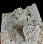 Spectaculair zoetwaterkreeft!!! - Een exemplaar