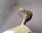 Trilobiet - Fossiel skelet - Crotalocephalus gibbus - 12 cm