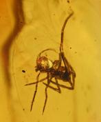 Baltische amber - Gedetailleerde Araneae: Araneida (Spin)