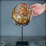 Zeldzame natuurlijke Haliotis-Rufescens op sokkel - Shell-