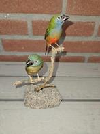 Pin-tailed Parrotfinches - Taxidermie volledige montage -
