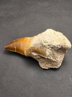 Mosasaurus - Gefossiliseerd dier - 10 cm (Zonder