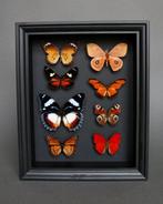 Vlinder Taxidermie volledige montage - Hypolimnas dexithea