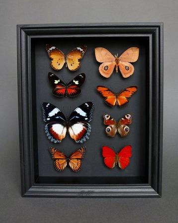 Vlinder Taxidermie volledige montage - Hypolimnas dexithea