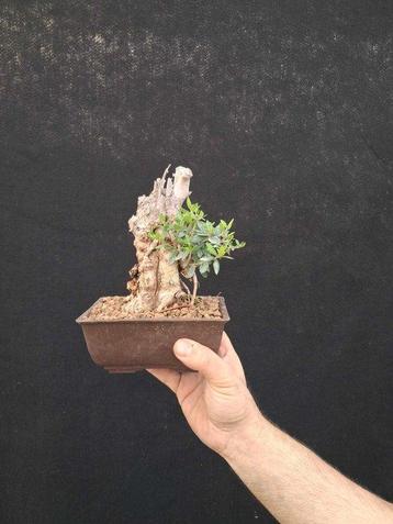 Olijf bonsai (Olea europaea) - Hoogte (boom): 15 cm - Diepte
