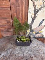 Jeneverbes bonsai (Juniperus) - Hoogte (boom): 35 cm -
