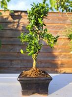 Ilex bonsaï (houx japonais) - Hauteur (arbre) : 25 cm -