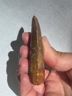 Dinosaurus - Fossiele tand - Carcharodontosaurus saharicus -