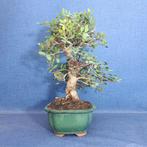 Wilde pistazie bonsai (Pistacia Lentiscus) - Hoogte (boom):