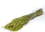 Haver Bundel Groen Avena Groen Wash, Huis en Inrichting, Woonaccessoires | Kunstplanten en Kunstbloemen, Nieuw