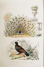 Buffon - Œuvres Complètes de Buffon : Oiseaux - 1850, Antiquités & Art, Antiquités | Livres & Manuscrits