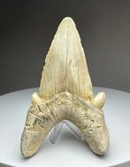 Otosus Obliquus - Dent fossile - 9 cm - 6.2 cm