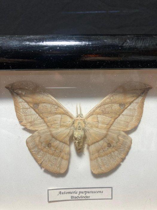 Vlinder Taxidermie volledige montage - Automaris, Collections, Collections Animaux