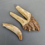 Basilosaurus - Fossiele tand - Basilosauridae - 67 mm - 31