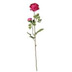 Grote Ranonkel licht vertakt DarkPink 70 cm. Grote Ranonkel, Nieuw