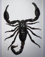 Schorpioen Taxidermie wandmontage - Heterometrus Spinifer -, Nieuw