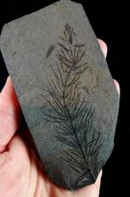 Fossiele plant met uitzonderlijke conservering!! - Cola de, Collections