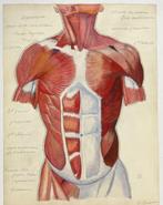 G. Boisot - Three anatomical watercolour posters - 1890-1900