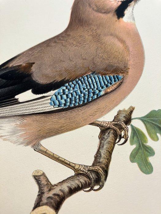Von Wright brothers & Bror Halberg - Eurasian jay, Verzamelen, Dierenverzamelingen
