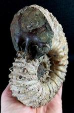 Ammonite - Animal fossilisé - Douvilleicera mammillatum, Collections, Minéraux & Fossiles