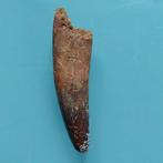 Dinosaurus - Fossiele tand - Spinosaurus aegyptiacus - 95 mm