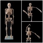 Decoratief ornament - Scheletro articolato - Italië - 85