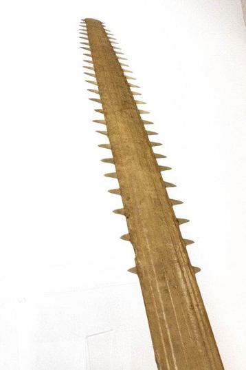 Rareté — Lame de scie provenant dune roussette/requin —