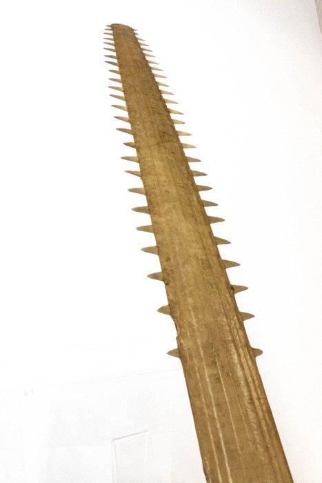 Rareté — Lame de scie provenant dune roussette/requin —, Verzamelen, Dierenverzamelingen