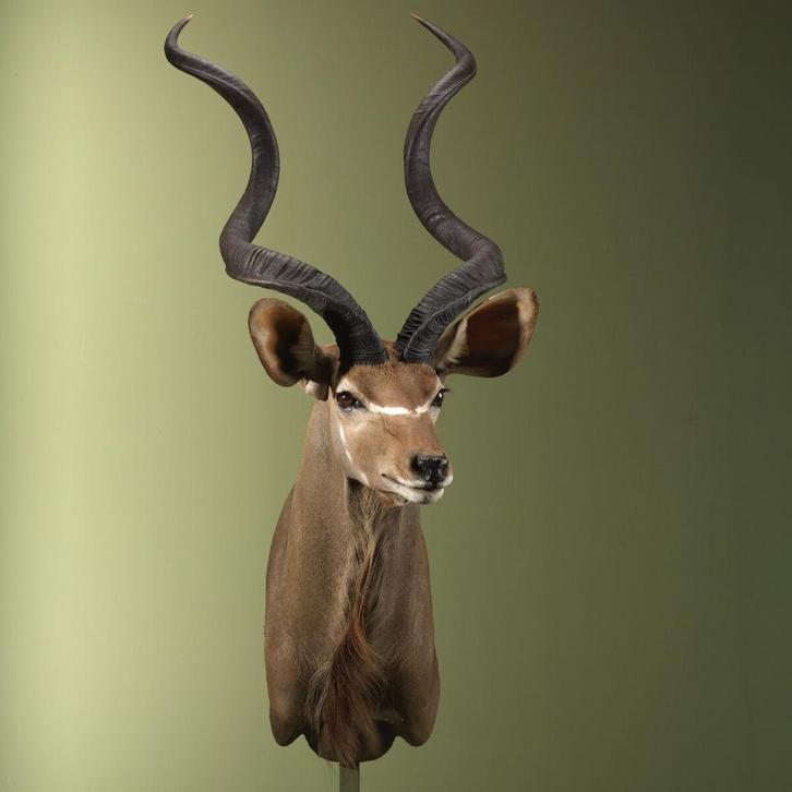Koedoe Taxidermie Opgezette Dieren By Max, Verzamelen, Dierenverzamelingen, Opgezet dier, Nieuw, Wild dier, Ophalen of Verzenden