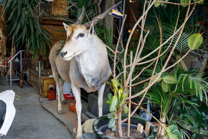 Antilope Taxidermie volledige montage - Taurotragus, Verzamelen, Dierenverzamelingen