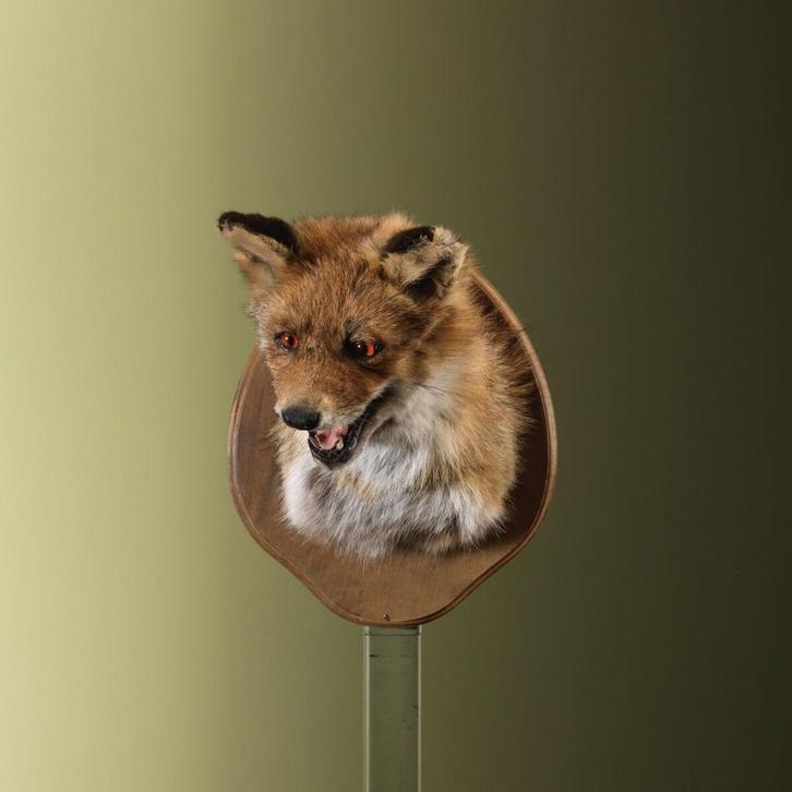 Vos Taxidermie Opgezette Dieren By Max, Verzamelen, Dierenverzamelingen, Opgezet dier, Nieuw, Wild dier, Ophalen of Verzenden