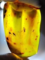 FOSSlL-GEWELDIG!! Dominicaanse amber - 140 ct- 28 g