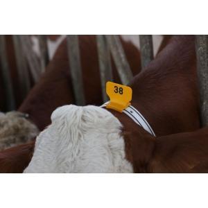 Pavé numérique portrait, jaune vierge, 25 pcs. dans un sac, Articles professionnels, Agriculture | Aliments pour bétail