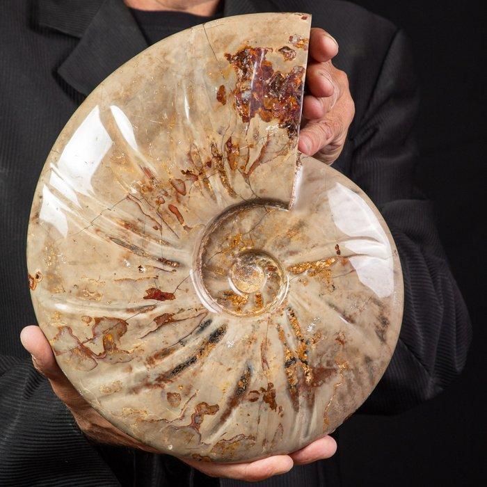 Cleoniceras rouge et crème exclusif polonais - Coquillage, Collections, Minéraux & Fossiles