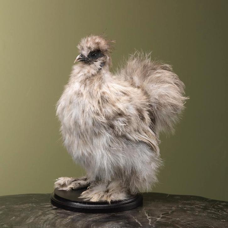 Zijdehoen Taxidermie Opgezette Dieren By Max, Collections, Collections Animaux, Enlèvement ou Envoi