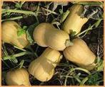 Butternut Harrier F1 flespompoen 1000 zaden, Nieuw