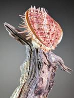 Hammer oysters Zeeschelp - Malleus albus (Zonder, Nieuw