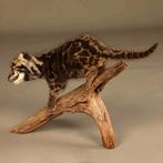 Nevelpanter Taxidermie volledige montage - Neofelis nebulosa, Nieuw