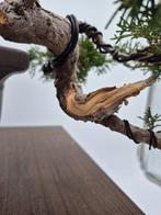 Bonsai van Juniper Itoigawa - Verzamelstuk - Hoogte (boom):