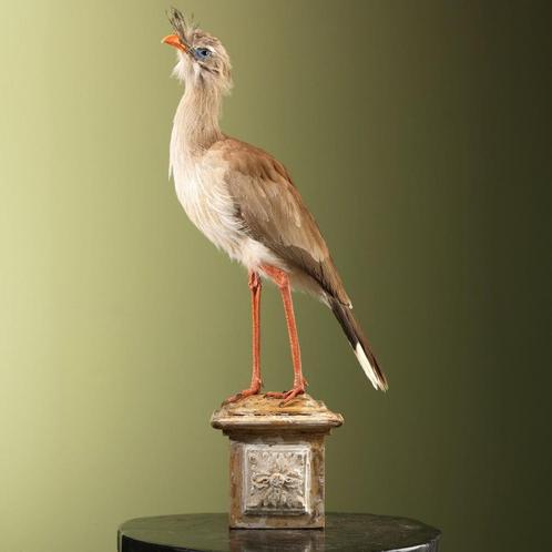 Kuifseriema Taxidermie Opgezette Dieren By Max, Verzamelen, Dierenverzamelingen, Opgezet dier, Nieuw, Vogel, Ophalen of Verzenden
