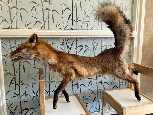 Renard roux Support de corps entier pour taxidermie - Red, Verzamelen, Dierenverzamelingen