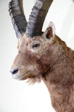 Siberian Ibex - adult male - Taxidermie schoudermontage -