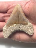 Megalodon tand 7,5 cm - Fossiele tand - Carcharocles, Nieuw