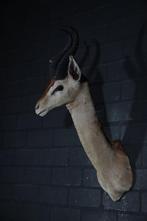 Uncommon Gerenuk from ROWLAND WARD Taxidermie wandmontage -, Verzamelen, Dierenverzamelingen, Nieuw