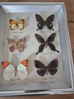 Papillon Support mural pour taxidermie - Lepidotteri - 32 cm, Antiek en Kunst