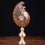 Échantillon exclusif de fossile - Cabinet de curiosités, Nieuw