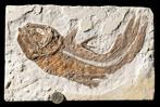 interessantere coelacanth - gedetailleerd - levend fossiel