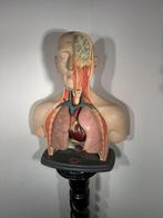 Paravia - Buste, Torso anatomico didattico - 65 cm - Plâtre, Antiek en Kunst